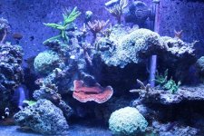 MyReefTank 031.jpg