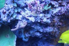 MyReefTank 030.jpg