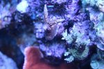 MyReefTank 029.jpg