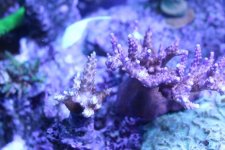 MyReefTank 026.jpg