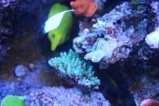 MyReefTank 025.jpg