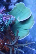 MyReefTank 022.jpg