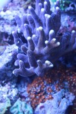 MyReefTank 021.jpg