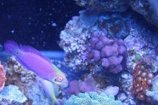 MyReefTank 017.jpg