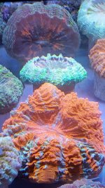 20160224_154746_resized.jpg