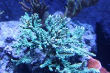 MyReefTank 010.jpg