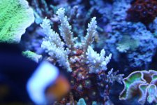 MyReefTank 009.jpg