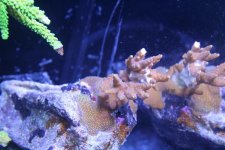 MyReefTank 008.jpg