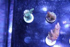 MyReefTank 003.jpg