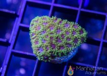 _MG_7242.jpg