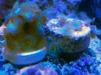 Polyps.jpg