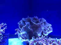 IMG_0658.JPG