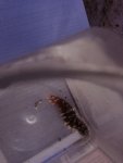 Tiger Tail Cucumber Pic1.jpg