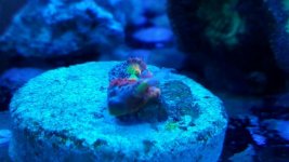 rainbow chalice (2).jpg