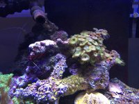 zoa branch.jpg