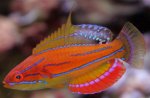 MCCOSKER'S WRASSE.jpg