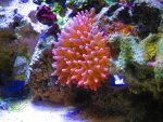anemone pink.jpg