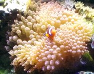 anemone big.jpg