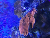 ImageUploadedByReefs2016-01-15 15:15:29 EST.jpg