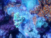 Coral1.jpg