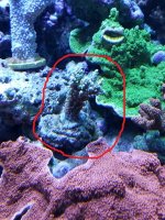 Coral2.jpg