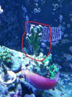 Coral3.jpg