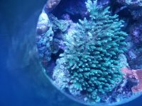 Coral4.jpg