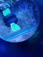 Coral5.jpg