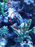 Coral6.jpg