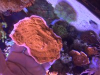 IMG_7232.JPG