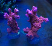 IMG_0655.jpg