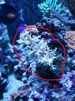 Coral7.jpg