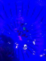 IMG_0231.JPG