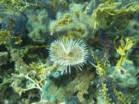 Sea stars and feather duster.jpg