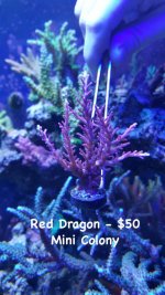 Red Dragon Mini Colony.jpg