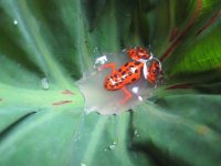 Red Dart frog 1.jpg