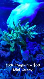 ORA Frogskin min colony.jpg