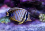 Sailfin.jpg