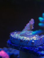 Planet.jpg