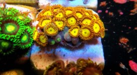 zoa2.jpg