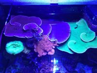 ImageUploadedByTapatalk1485127737.176668.jpg ImageUploadedByTapatalk1485127737.176668.jpg