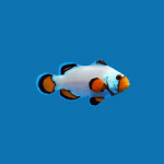 flurry clownfish.png