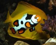 picasso clown fish.jpg