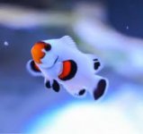 wyoming white clownfish.jpg