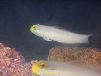 GOLDENHEAD SLEEPER GOBY.jpg