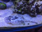 sting ray 10.JPG