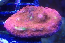 FullSizeRender (1).jpg