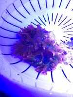 IMG_0268.jpg