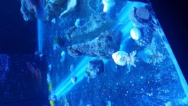 Sea Hare.jpg