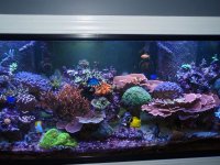 Jan 2017 tank shot.jpg